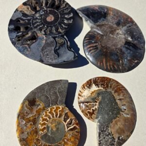 Ammonite