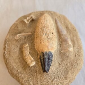 Mosasaurus Tooth with Bones
