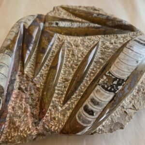 Brown Orthoceras Plate