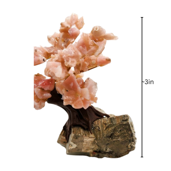 Pink Opal Bonsai Money Tree